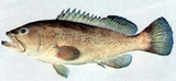 中文種名:小紋石斑魚