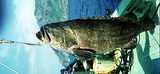 中文種名:鞍帶石斑魚