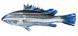 中文種名:寬帶石斑魚