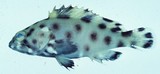 中文種名:花點石斑魚