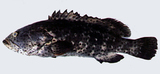 中文種名:瑪拉巴石斑魚