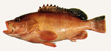 中文種名:雷拖氏石斑魚