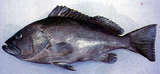 中文種名:波紋石斑魚