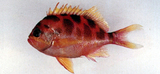 中文種名:黃斑齒花鮨