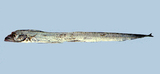 中文種名:條狀窄顱帶魚