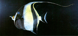中文種名:角蝶魚