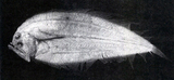 中文種名:鱷口鮃