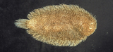 中文種名:黑斑圓鱗鰨