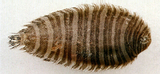 中文種名:纓鱗條鰨