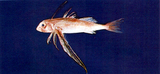 中文種名:皮氏飛角魚