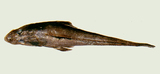 中文種名:橫帶棘線牛尾魚