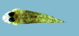 中文種名:大鱗牛尾魚
