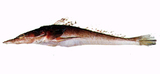 中文種名:大棘大眼牛尾魚