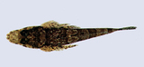 中文種名:窄眶多棘牛尾魚