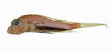 中文種名:異尾擬蓑鮋