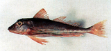 中文種名:黑角魚