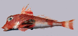 中文種名:貢氏鱗角魚