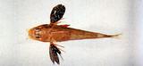 中文種名:臂斑鱗角魚