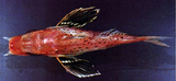 中文種名:尖棘角魚