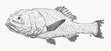 中文種名:小眼犀孔鯛