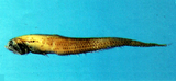 中文種名:三鑽光魚
