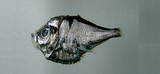中文種名:頭棘燭光魚