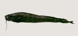 中文種名:白鰭袋巨口魚
