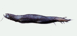 中文種名:巨口魚