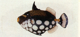 中文種名:花斑擬鱗魨