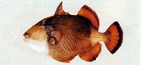 中文種名:褐擬鱗魨