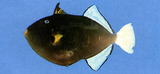 中文種名:黑邊角鱗魨