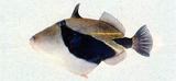 中文種名:斜帶吻棘魨