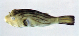 中文種名:菲律賓叉鼻魨