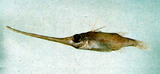 中文種名:阿氏管吻魨