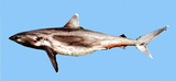 中文種名:白邊鰭真鯊