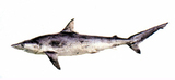 中文種名:沙拉真鯊
