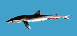 中文種名:鋸峰齒鯊