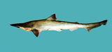 中文種名:尖頭曲齒鯊
