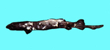 中文種名:小齒擬皺唇鯊