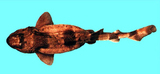 中文種名:汙斑頭鯊
