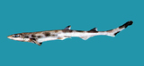 中文種名:依氏蜥鯊