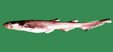 中文種名:梭氏蜥鯊