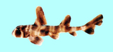 中文種名:日本異齒鯊
