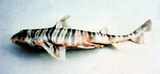 中文種名:斑紋異齒鯊