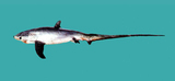 中文種名:淺海狐鯊