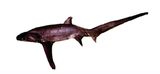 中文種名:深海狐鯊