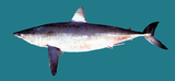 中文種名:尖吻鯖鯊