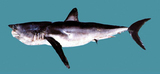 中文種名:長臂鯖鯊