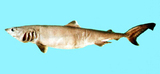 中文種名:蒲原氏擬錐齒鯊