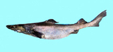 中文種名:尖鰭刺鯊